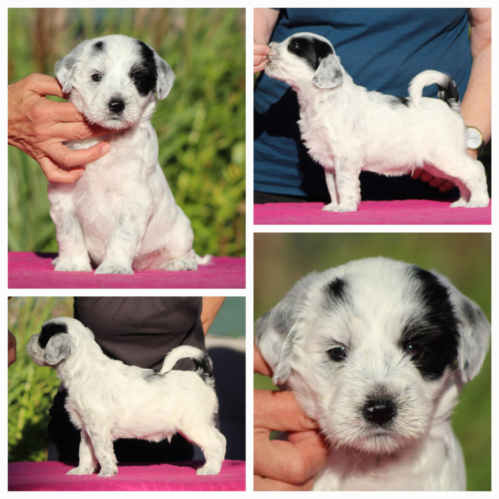 Bohoušek (Bianco Orso)
